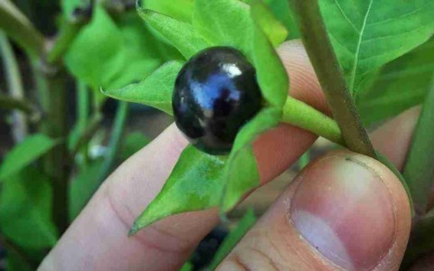 Intossicazione a Piario: bacche di belladonna al posto di mirtilli