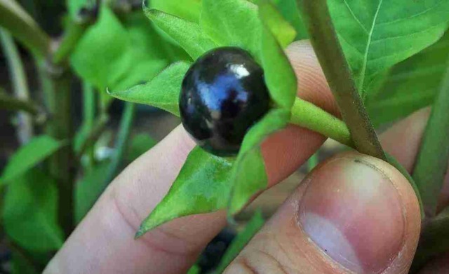 Intossicazione a Piario: bacche di belladonna al posto di mirtilli