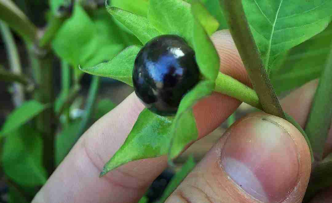 Intossicazione a Piario: bacche di belladonna al posto di mirtilli