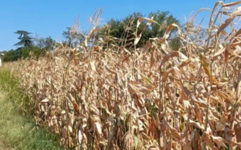 Ci sono poca acqua e troppo caldo: Coldiretti Bergamo lancia l’allarme per l’agricoltura