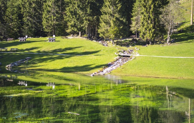 Tra parole e profumi: ad Ardesio arriva “Il Respiro del Bosco”