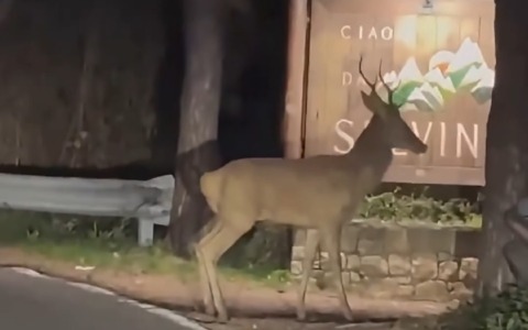 Un cervo all’ingresso di Selvino, la sorpresa ripresa in un video