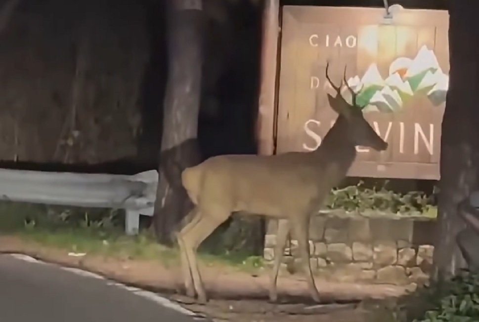 Un cervo all’ingresso di Selvino, la sorpresa ripresa in un video