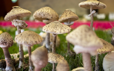 Fungolandia: dieci giorni tra funghi, boschi e sapori dell’Alta Val Brembana