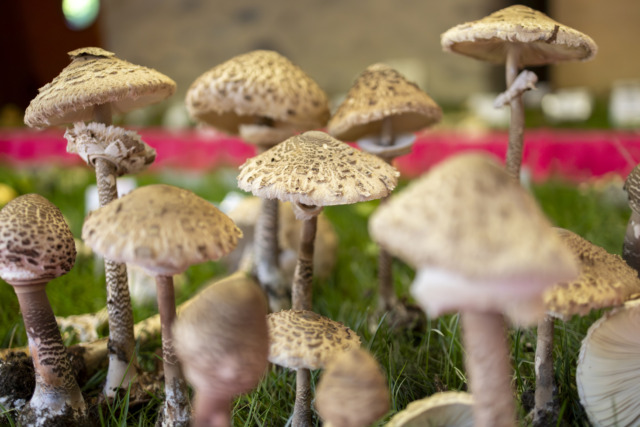 Fungolandia: dieci giorni tra funghi, boschi e sapori dell’Alta Val Brembana
