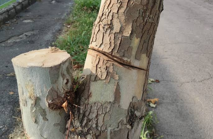 Platano reciso e abbattuto a Romano: incastrati i responsabili