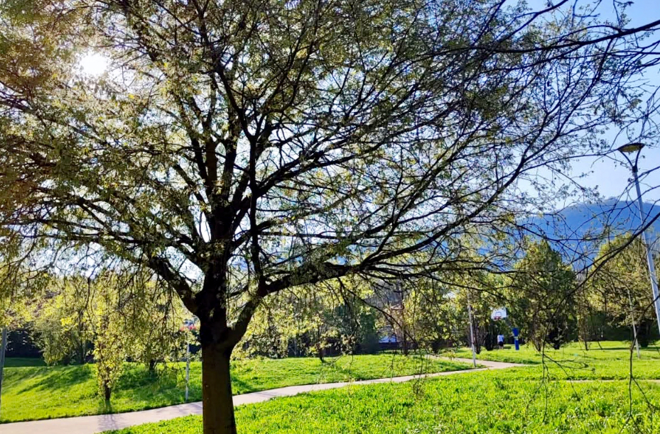 La raccolta fondi del Comune per realizzare il parco accende la polemica a Torre Boldone