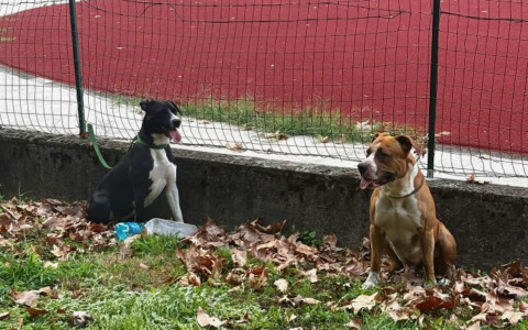 Due pitbull scappano e aggrediscono altri cani a Dalmine. Ferita anche una donna