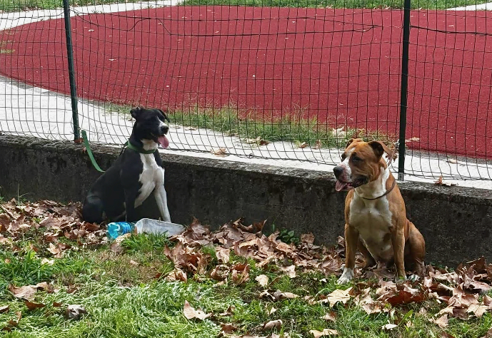 Due pitbull scappano e aggrediscono altri cani a Dalmine. Ferita anche una donna