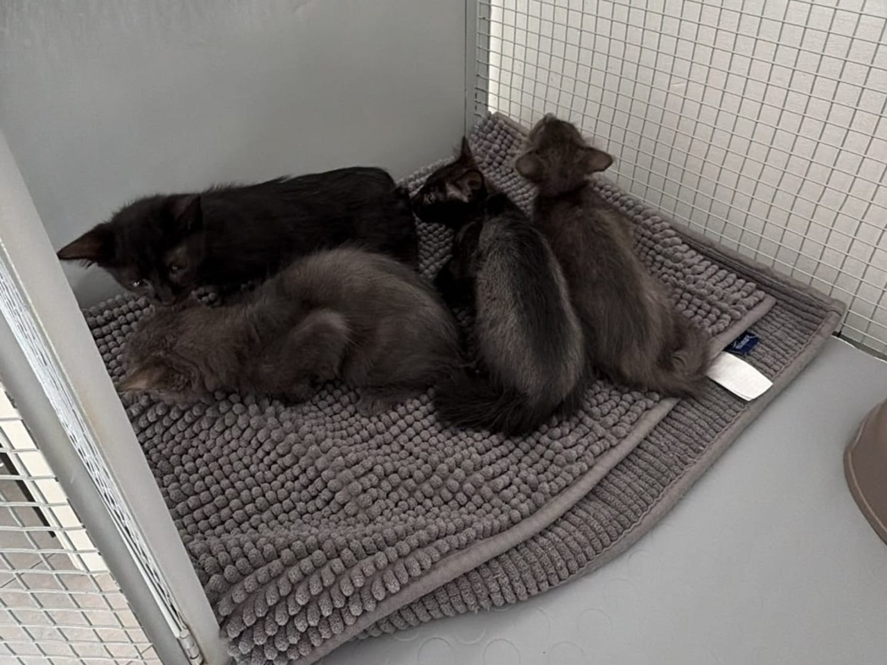 Abbandona quattro gattini in una scatola sigillata a Palosco: denunciato un 33enne, scovato grazie alle telecamere