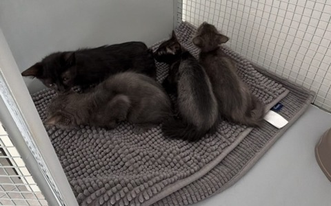 Abbandona quattro gattini in una scatola sigillata a Palosco: denunciato un 33enne, scovato grazie alle telecamere