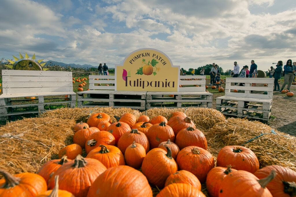 Nel campo delle zucche di Bonate Sopra torna l’autunno di Tulipania: tra creatività, giochi e sapori di stagione