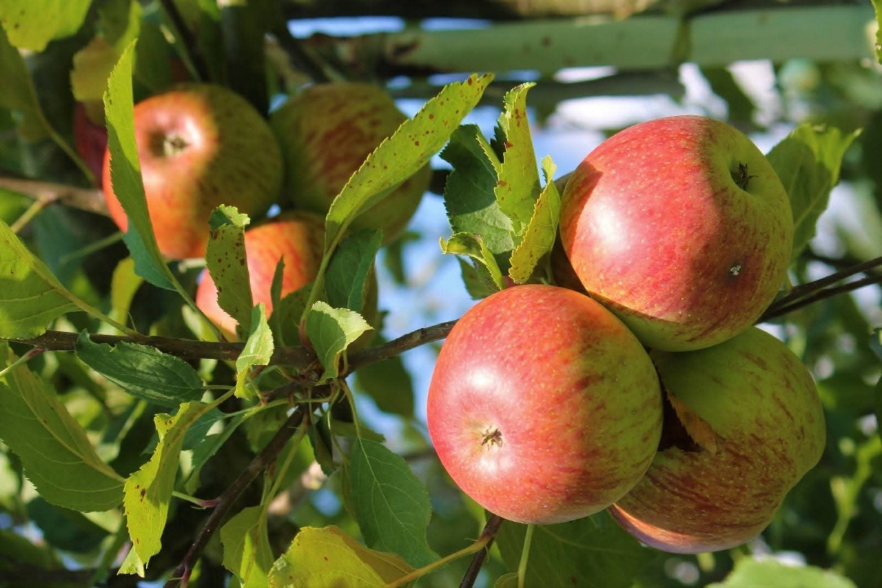 A Moio de’ Calvi torna la Festa della Mela Val Brembana: due giorni tra sapori e tradizione