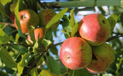 A Moio de’ Calvi torna la Festa della Mela Val Brembana: due giorni tra sapori e tradizione