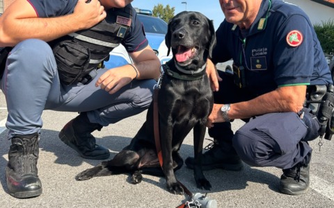 A Treviglio controlli nelle aree scolastiche: in campo anche il cane antidroga Athena
