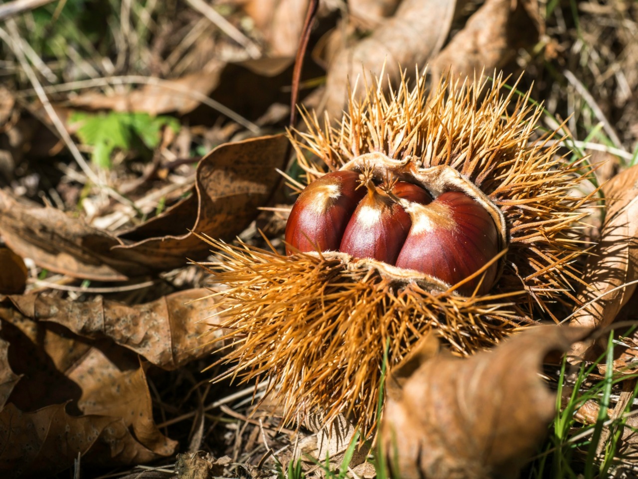 Feste e sagre, gli appuntamenti del weekend (16-18 ottobre) nella Bergamasca