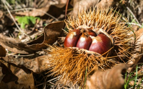 Feste e sagre, gli appuntamenti del weekend (16-18 ottobre) nella Bergamasca