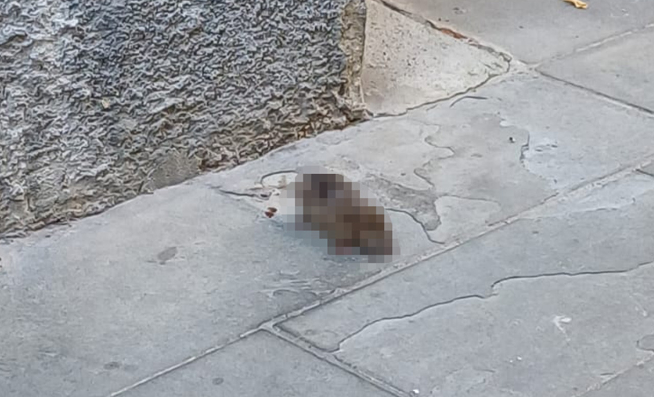 Un ratto agonizzante a due passi dall’Università: «Sbucano dai tombini, anche sulla Corsarola»